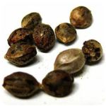 Семена марихуаны АК-47  (Seeds AK-47) в Удомле